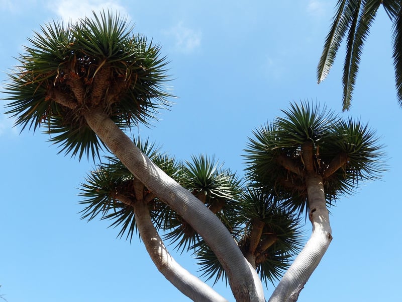 Dragon Tree