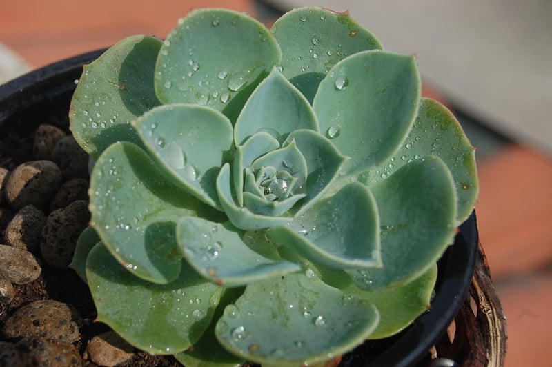 Echeveria Chroma