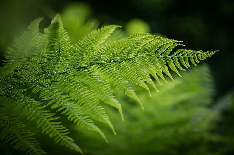 Crocodile Fern
