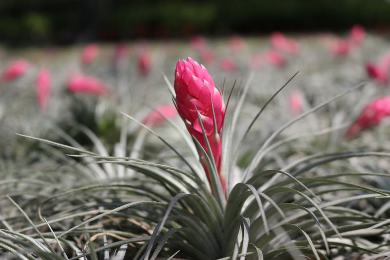 Air Plants